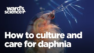 Caring and Culturing for Daphnia [upl. by Bounds]