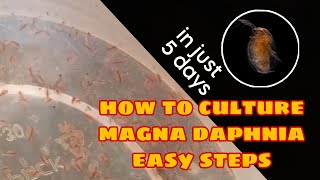 How to Culture Magna Daphnia Easily [upl. by Tiertza]