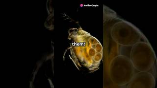 How to culture Daphnia for your Aquarium [upl. by Zebedee]