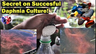 How to Culture Daphnia Successfully [upl. by Zandt766]