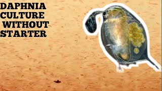 HOW TO CULTURE DAPHNIA NATURALLY WITHOUT A STARTER [upl. by Ainwat]