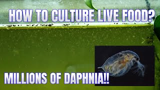 How to Culture Daphnia Secret Method to Breed MILLIONS  Simply Aquatic [upl. by Dnaltroc6]