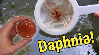 How I Culture Daphnia In Outdoor Tubs [upl. by Pontone563]