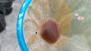 How to culture daphnia moina in a small container Part 1 English Subtitle [upl. by Nuhsyar]