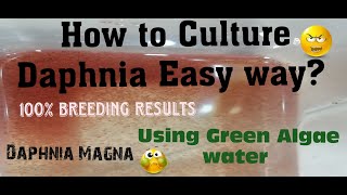 Daphnia MagnaHow to Culture Daphnia Easy wayCulturing Daphnia using Green water Daphnia [upl. by Romelle]