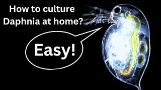 BEST Live Fish Food Beginner guide How to Culture Daphnia at home [upl. by Faux750]