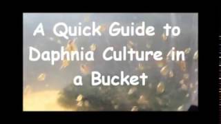 How to culture daphnia outside [upl. by Murdocca]