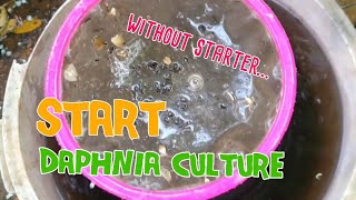 How to culture daphnia moina the easy way 1  Starting the Daphnia culture [upl. by Anneiv397]