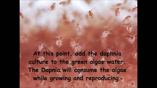 Daphnia  How to grow daphnia in your home [upl. by Hannaoj]