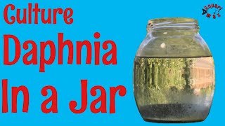 How to Culture Daphnia in a Jar [upl. by Yrac]