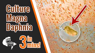 How to culture DAPHNIA MAGNA  The easy way [upl. by Rimhsak]