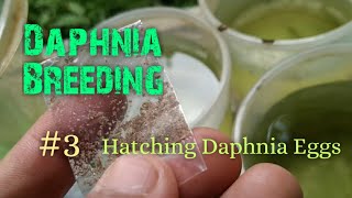 Daphnia Culture made simple and easy 3  Hatching Daphnia eggs [upl. by Dincolo]