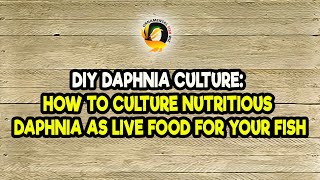 DIY Daphnia Culture How to Culture Nutritious Daphnia as Live Food for Your Fish [upl. by Kaylee]