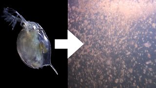 How I Culture Daphnia [upl. by Liu]