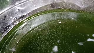 DAPHNIA MOINA CULTURE IN A SMALL BUCKET [upl. by Leahcam839]