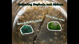 How To Culture Daphnia and Moinas using Green Water Spirulina powder [upl. by Gierk320]