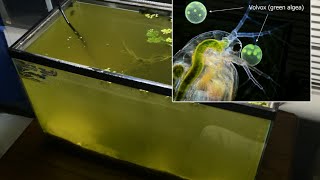 Raising Daphnia for the Freshwater Aquarium [upl. by Barvick]