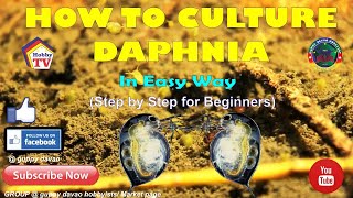 HOW TO CULTURE DAPHNIA In Easy Way [upl. by Pacian]